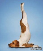 那些模仿动物的健身瑜伽体式你都会做吗？