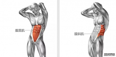 杏鑫网址怎么练腹部的肌肉呢