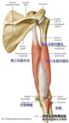 肱三头肌疼痛是什么原因