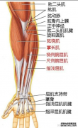 手部肌肉怎么练好呢?