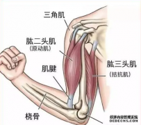 杏鑫网址手肌肉怎么练才好呢?